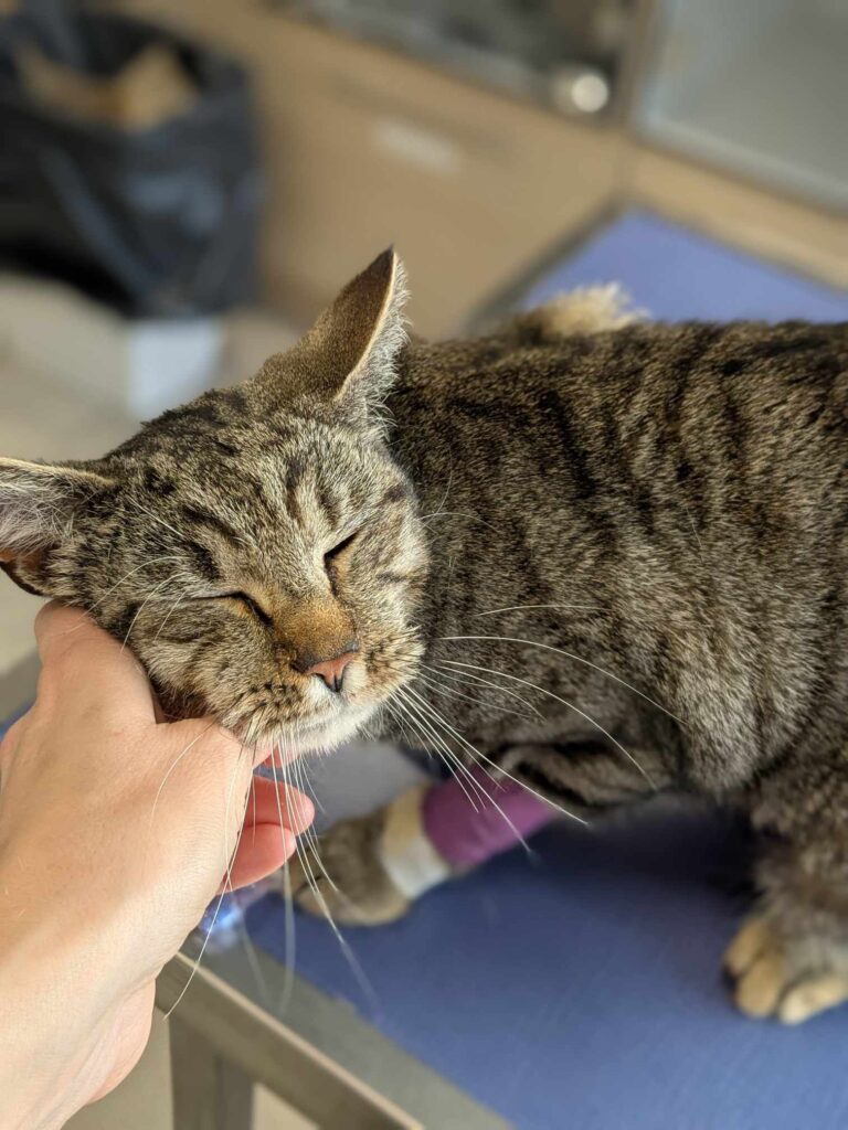 Nevada, un chat européen mâle se fait carresser la tête sur la table du vétérinaire suite à son opération. Il est disponible chez l'association Les amis d'Ivar