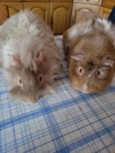 Anatole et Capucin, deux cochons d'Inde, sont sur une table de cuisine. Ils sont disponibles via l'association les amis d'ivar, dans la catégorie NAC