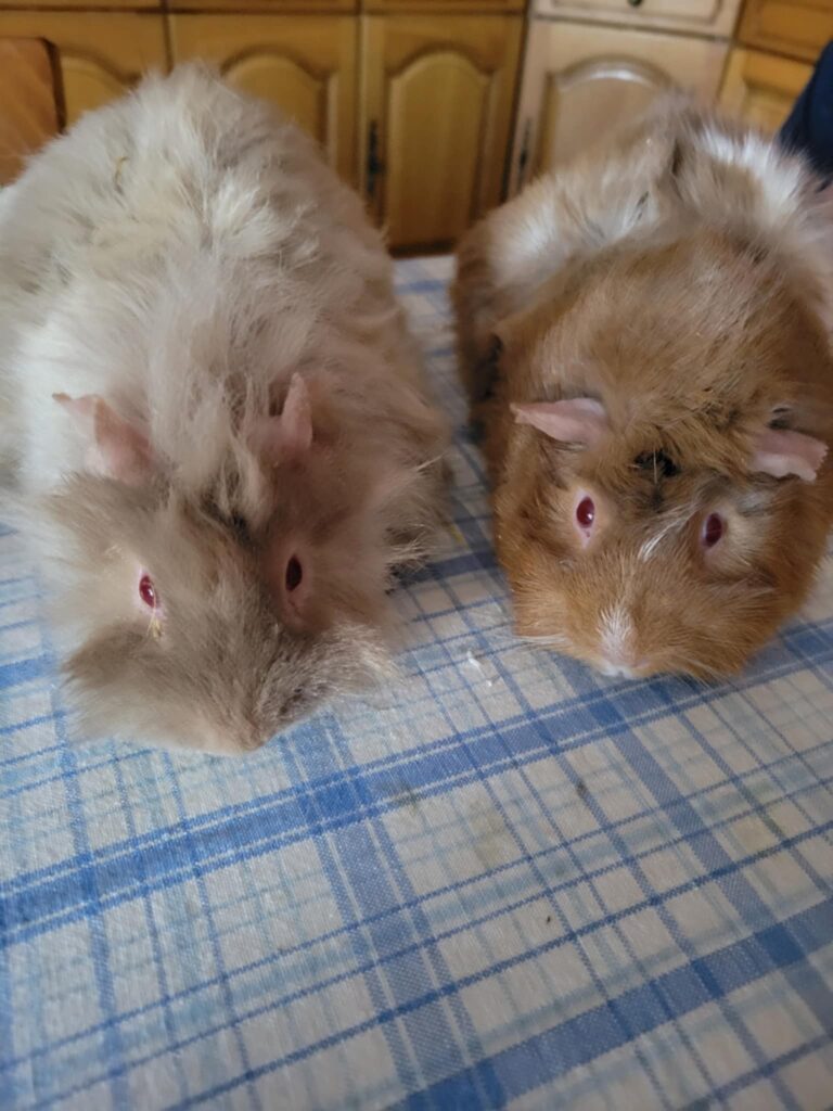 Anatole et Capucin, deux cochons d'Inde, sont sur une table de cuisine. Ils sont disponibles via l'association les amis d'ivar, dans la catégorie NAC