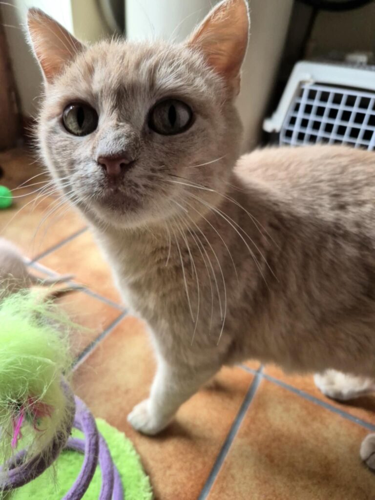 Ginger 5