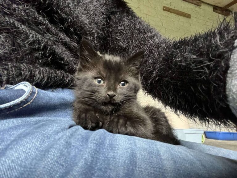 Max chaton de l'assocation les amis d'Ivar