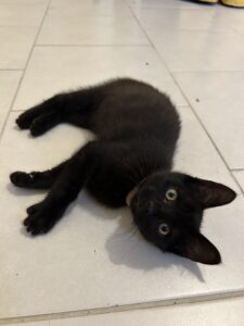 Markus le chat noir est allongé par terre