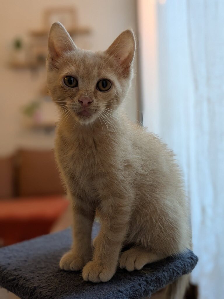 Nina, chatonne de 2 mois, rousse qui est assise sur un arbre à chat