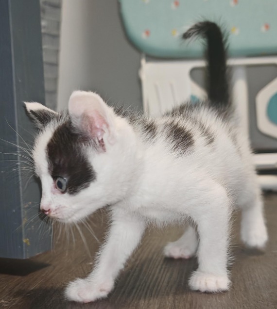 Narcos, chaton noir et blanc se balade et découvre une pièce