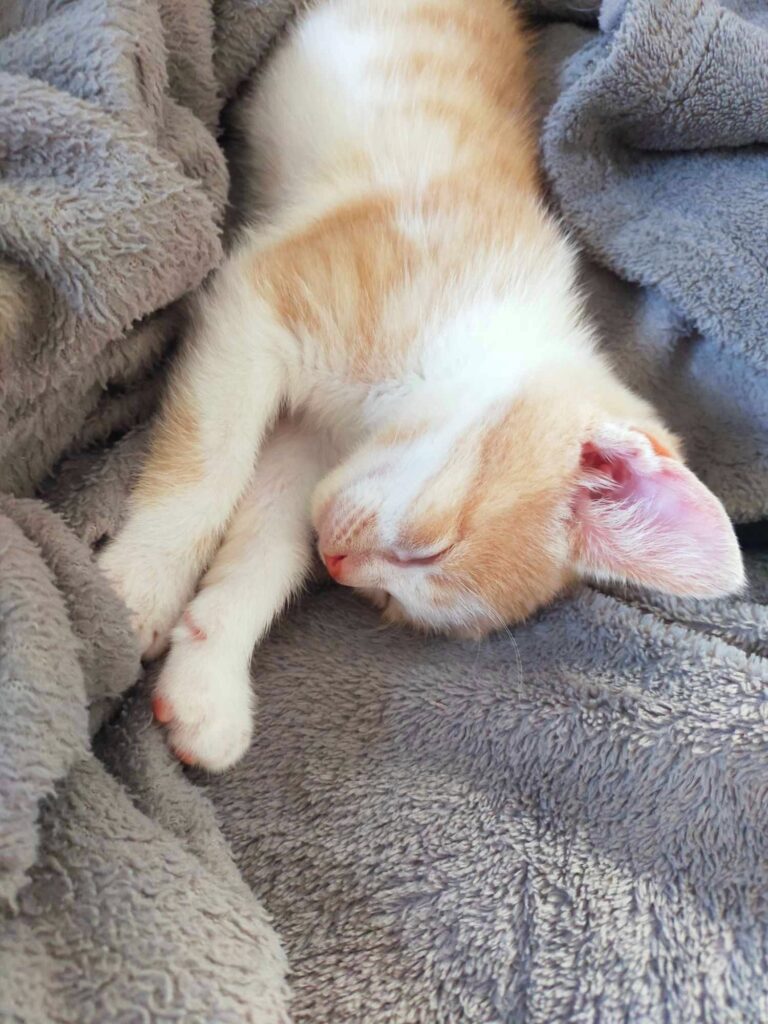 Un chaton blanc et roux dormant sur un plaid gris — photo de Simba ou Nala, chatons à adopter.