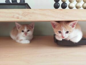 Deux chatons blanc et roux assis côte à côte sous un meuble, regardant dans la même direction — photo de Simba et Nala, chatons à adopter.