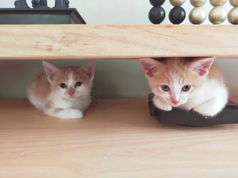 Deux chatons blanc et roux assis côte à côte sous un meuble, regardant dans la même direction — photo de Simba et Nala, chatons à adopter.