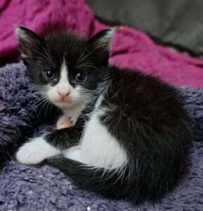 Flèche, chaton noir et blanc est allongé sur un plaid bleu et nous regarde avec ses yeux bleus