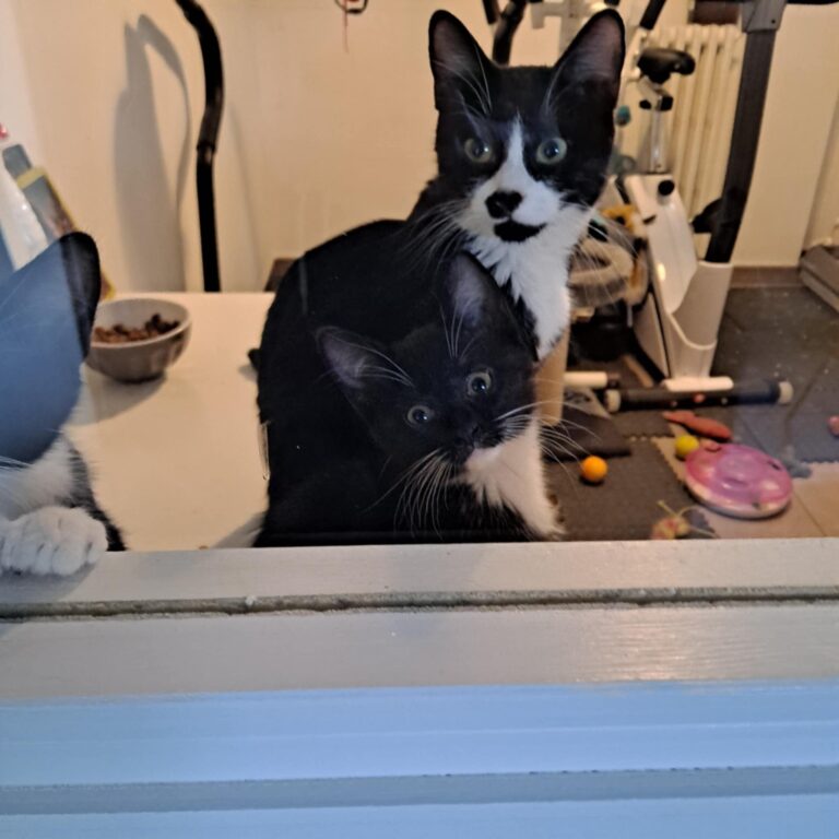 Nina, chat noire et blanche est assise sur un appui de fenêtre, le regard tournée vers nous
