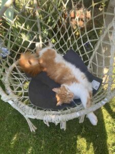 Scampi, un magnifique chat mâle de 3 ans, roux et blanc est allongé et s'étire dans une chaise à bascule dans un jardin