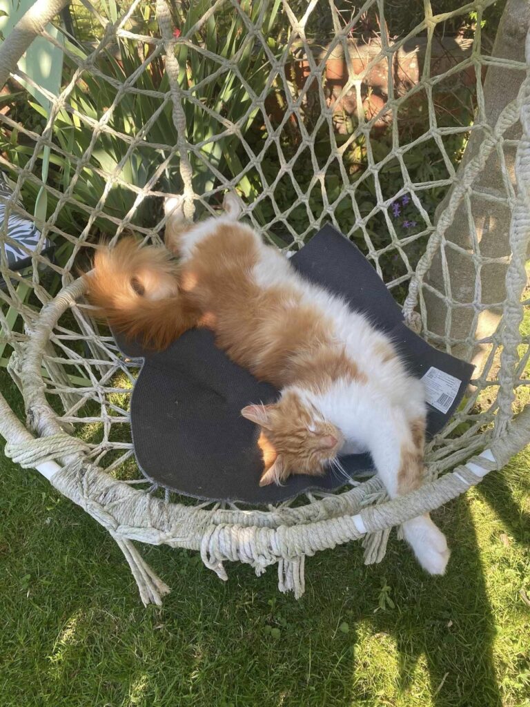 Scampi, un magnifique chat mâle de 3 ans, roux et blanc est allongé et s'étire dans une chaise à bascule dans un jardin