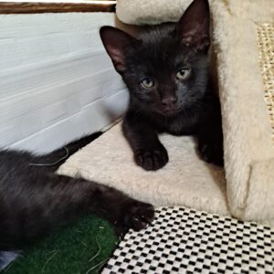 Grotti, chat noir est allongé derrière un arbre à chat.