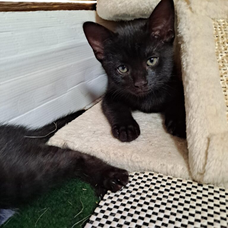 Grotti, chat noir est allongé derrière un arbre à chat.