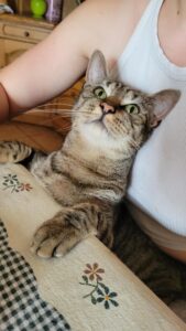 Chat tigré affectueux nommé Nevada, blotti contre une personne, regard curieux vers le haut.