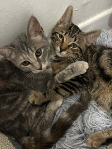Arthur et Opale, duo inséparable de chatons à adopter, blottis l’un contre l’autre sur un plaid douillet.