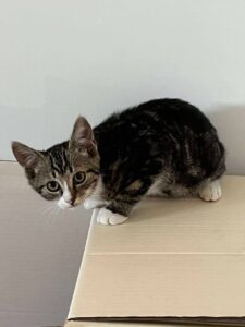 Chaton tigré Albus assis, regardant timidement l’objectif depuis une boîte en carton.
