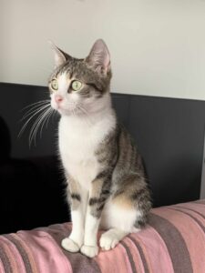 Cléo, chatte tigrée et blanche aux yeux verts, assise bien droite sur un canapé – photo d’adoption Les Amis d’Ivar.