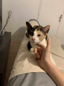 Isis, chatte tricolore, allongée sur le dossier d’un canapé beige, recevant une caresse douce sous le menton, les yeux mi-clos de bien-être.