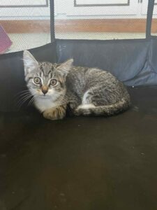 Gula couchée dans un parc pour chat en tissu noir, regard doux et légèrement timide.