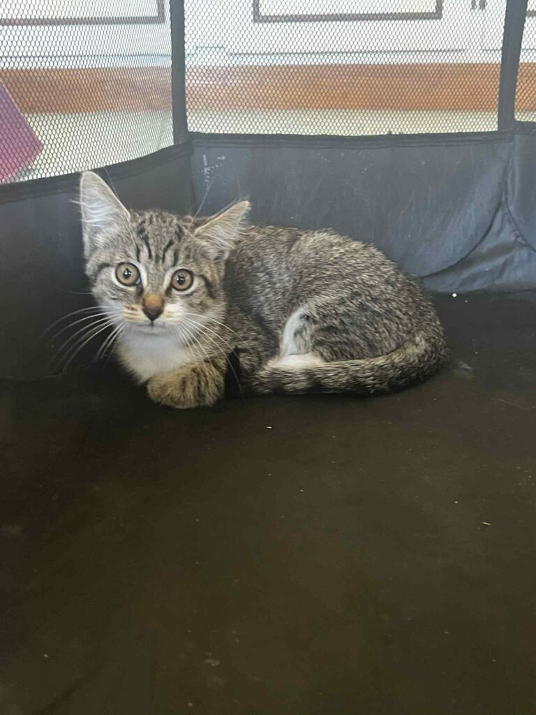 Gula couchée dans un parc pour chat en tissu noir, regard doux et légèrement timide.