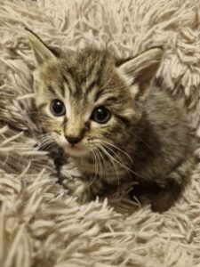 Portrait attendrissant d’Edgar, chaton tigré, les yeux grands ouverts vers l’objectif
