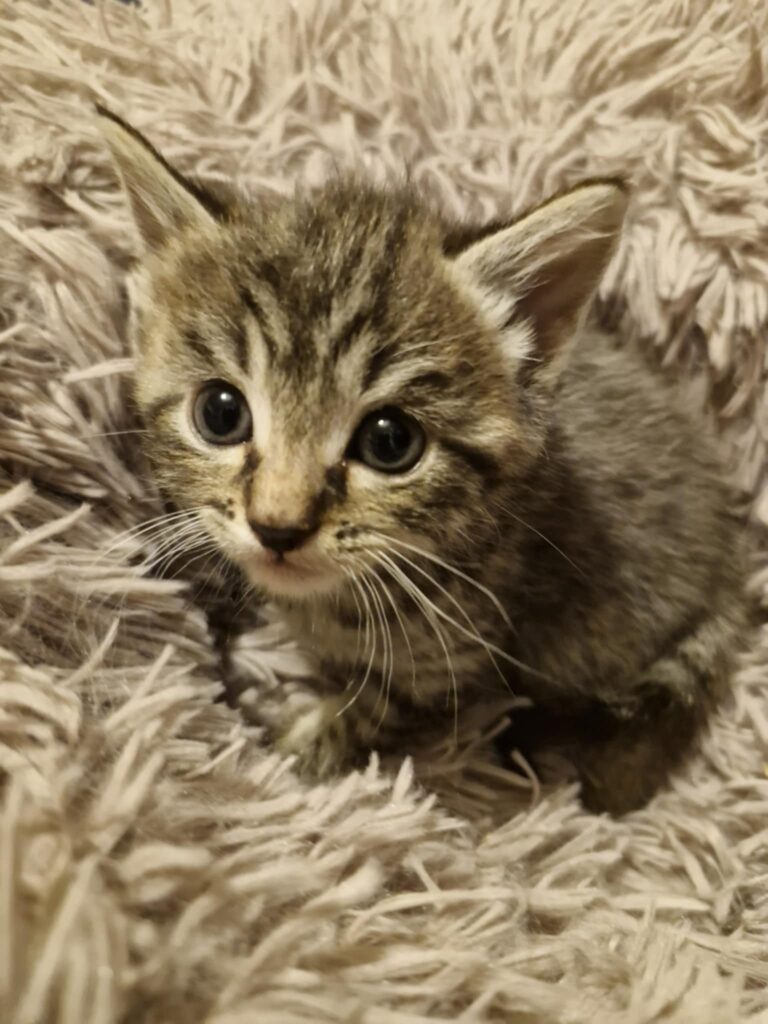 Portrait attendrissant d’Edgar, chaton tigré, les yeux grands ouverts vers l’objectif