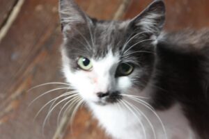 Portrait rapproché de Cosette, chatte tigrée de 8 mois aux yeux verts, pleine de douceur.