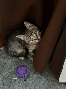 Petit chaton tigré aux yeux ronds, caché derrière un rideau brun, près d’une balle violette.