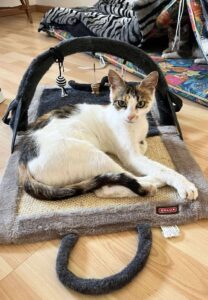 Arriet, chatte adulte à adopter dans le 59, installée sur un tapis pour chat dans sa famille d’accueil.