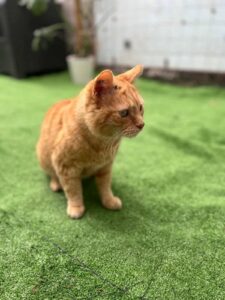 Chat roux âgé nommé Pompon, en attente d’adoption à Lille, observant les environs dans une cour sécurisée.