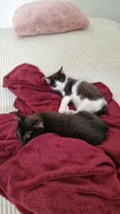 Deux chatons noirs et blancs endormis sur un plaid bordeaux posé sur un lit beige, avec un coussin rose en arrière-plan.