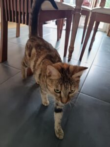 Chichi se promène dans la maison à la recherche de câlin.