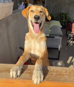 Max regarde l'objectif avec amusement. Max est un chien à l'adoption sous l'association des amis d'Ivar.