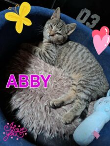 Abby adorable chatonne nous montre son ventre pour des calins, à l'adoption sous l'association les amis d'Ivar.