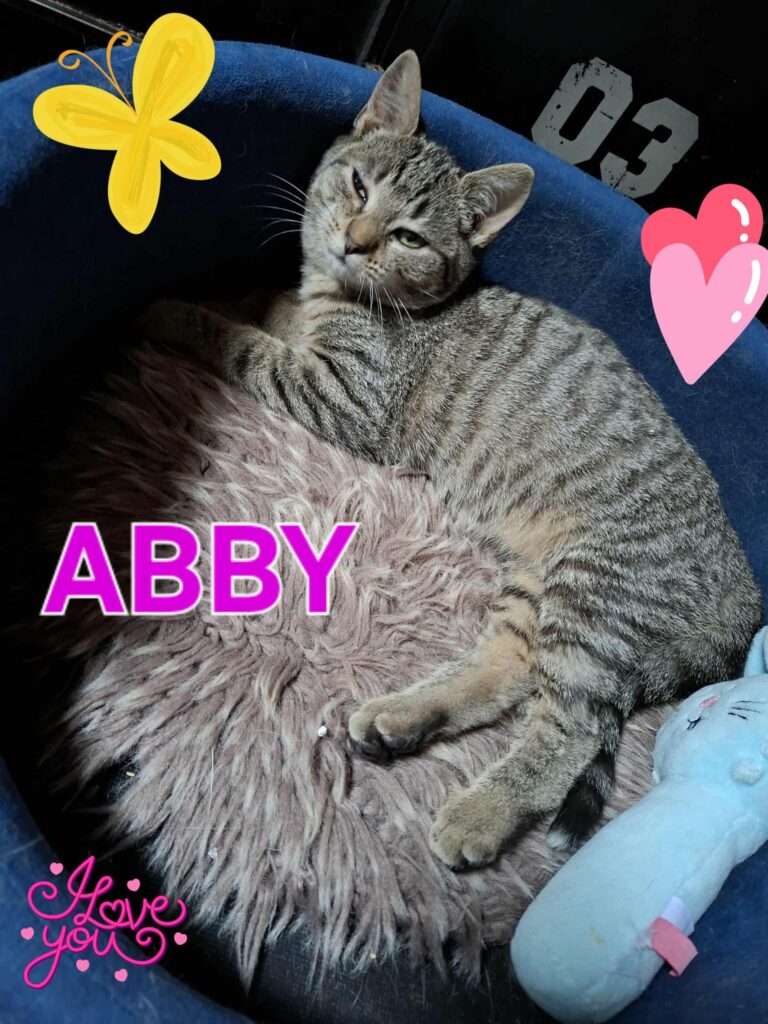 Abby adorable chatonne nous montre son ventre pour des calins, à l'adoption sous l'association les amis d'Ivar.