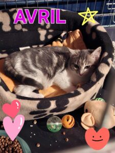 Avril qui se cache dans son panier, chat à l'adoption sous l'association les amis d'Ivar