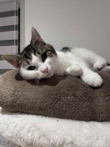 Saika est couché sur son arbre. Elle est à l'adoption sous l'association les amis d'Ivar dans la catégorie chat.