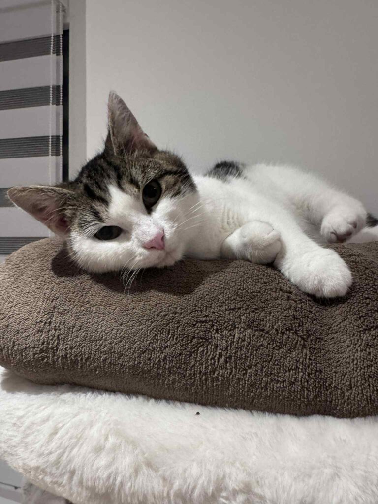 Saika est couché sur son arbre. Elle est à l'adoption sous l'association les amis d'Ivar dans la catégorie chat.