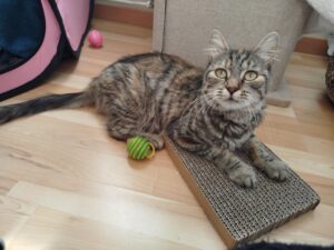 Maya couché sur son tapis regarde sa famille d'accueil qui la prend en photo.