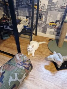 Océane regarde l'objectif, c'est un chat à l'adoption sous l'association les amis d'Ivar dans la catégorie chat.