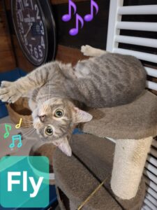 Fly nous montre toute sa beauté, chat à l'adoption sous les amis d'Ivar