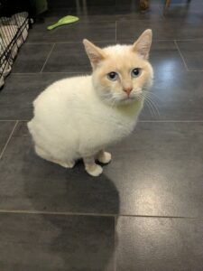 Neige chat à l'adoption femelle sous l'association les amis d'Ivar nous regarde avec ses beau yeux bleu cyan.