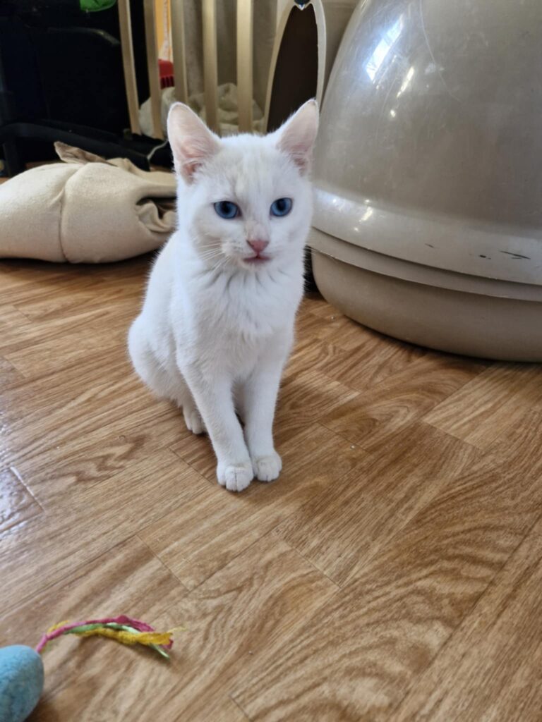 Shaun regarde l'objectif. A l'adoption sous l'association les amis d'Ivar dans la catégorie chat.