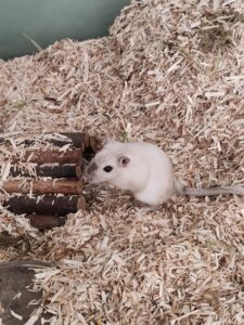 noisette et praline, deux gerbilles, dans leur terrarium , disponible via l'association les amis d'Ivar, dans la catégorie NAC