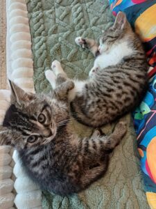 Abbou et Asko deux chatons sur un canapé, disponible via l'association les amis d'Ivar