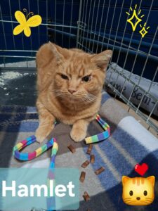 Hamlet chat dans son panier disponible via l'association les amis d'Ivar