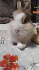 Abygaelle ,lapine sur une table disponible via l'association les amis d'Ivar, dans la catégorie NAC