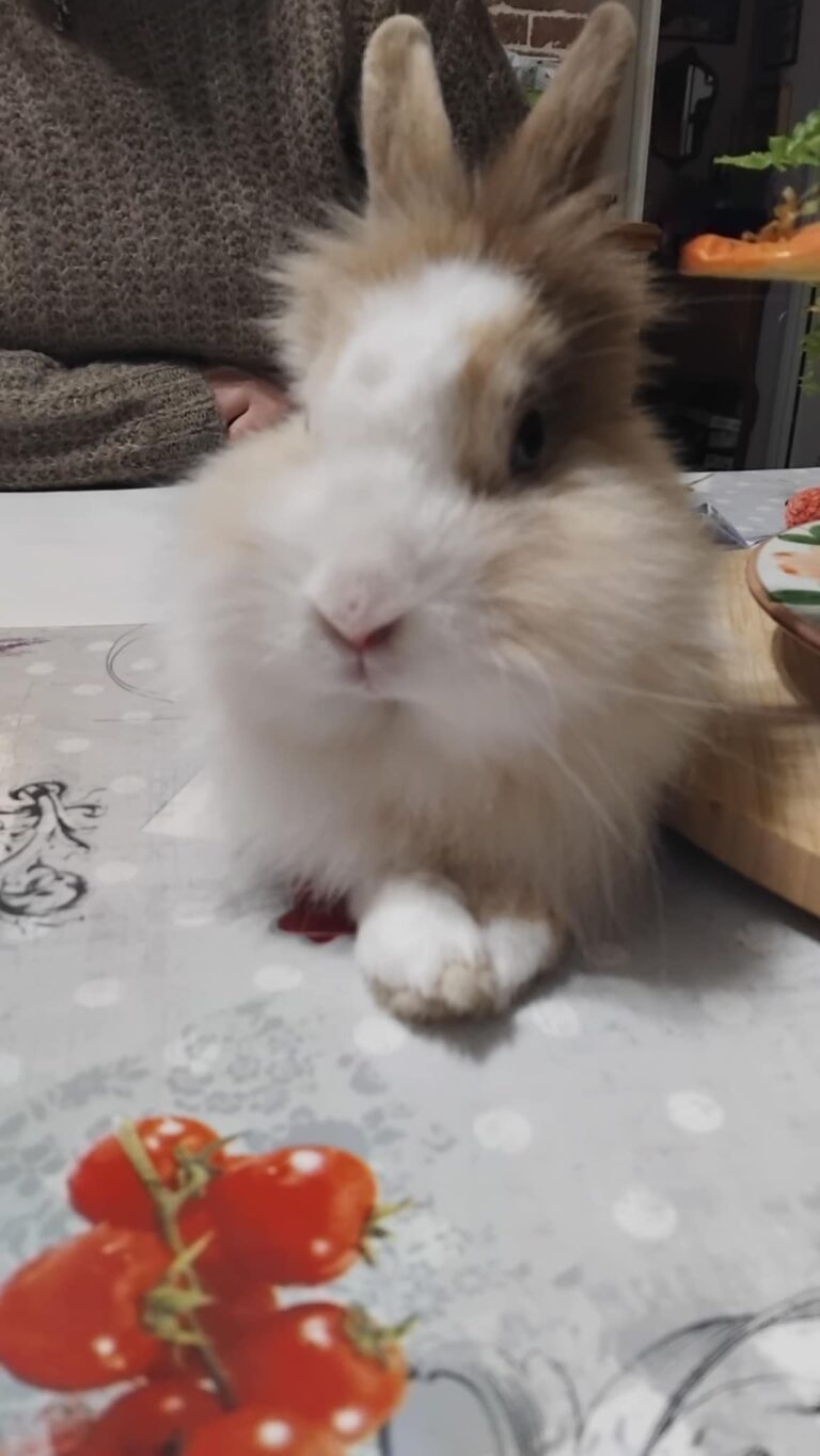 Abygaelle ,lapine sur une table disponible via l'association les amis d'Ivar, dans la catégorie NAC