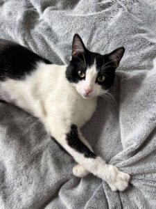 Annakin chat sur un plaid, disponible via l'association les amis d'Ivar, dans la catégorie chat