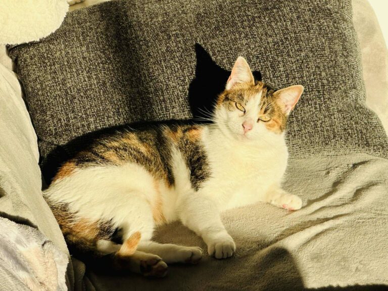 Astra, chat sur un canapé, disponible via l'association les amis d'Ivar, dans la catégorie chat